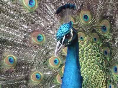 Head_Peacock.jpg