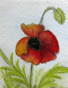 Poppy on watercolor paper