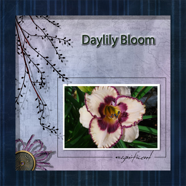 Daylily bloom 1.jpg