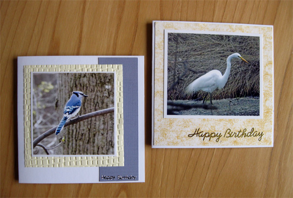 Blue-Jay-and-Egret-photo-ca.jpg