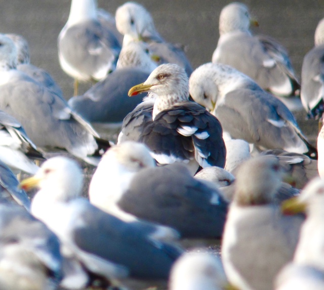 Sm Lesser Black-backed Gull.jpg