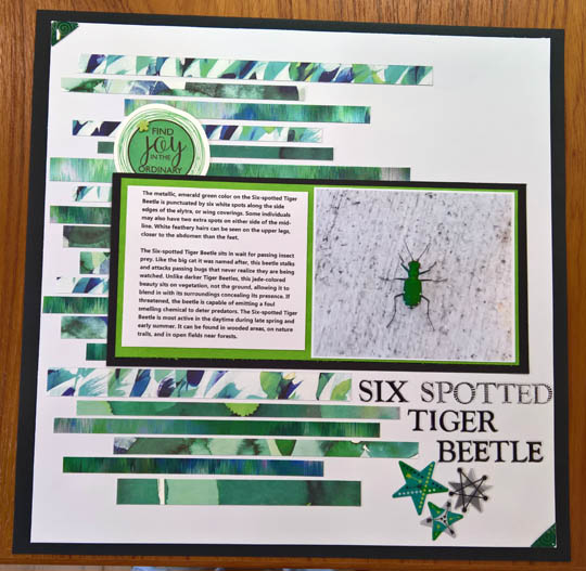 six spotted tiger beetle.jpg