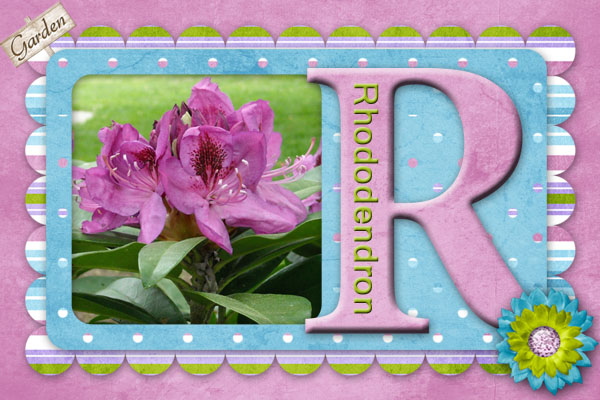 Rhododendron_NSD5.jpg